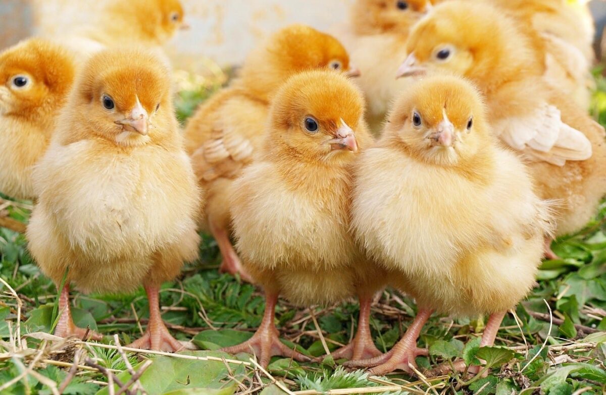 Small baby chicks