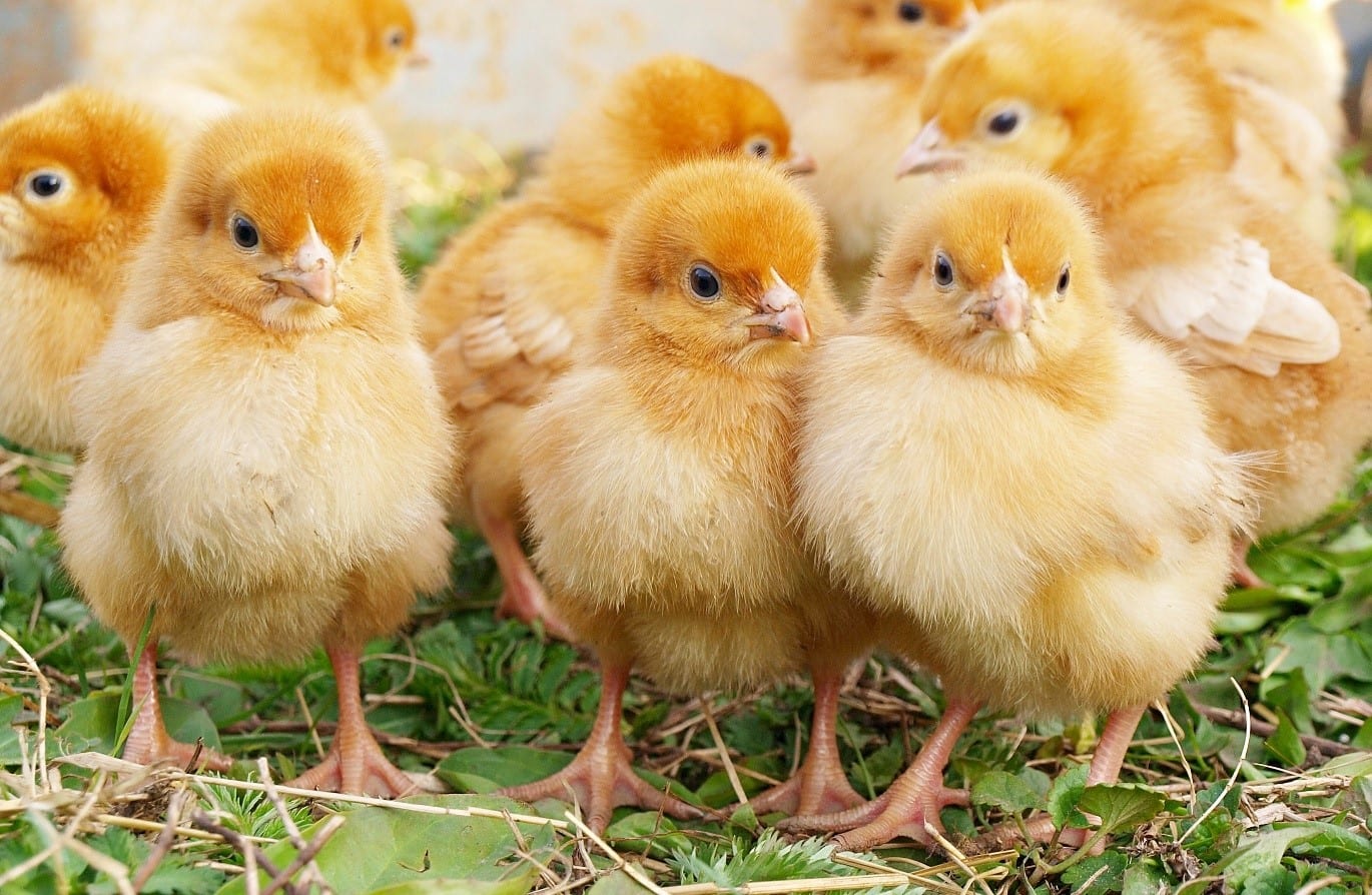 Silkie Chicks for Sale | Freedom Ranger’s Family of Hatcheries