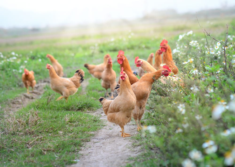 Chicken flock in the field