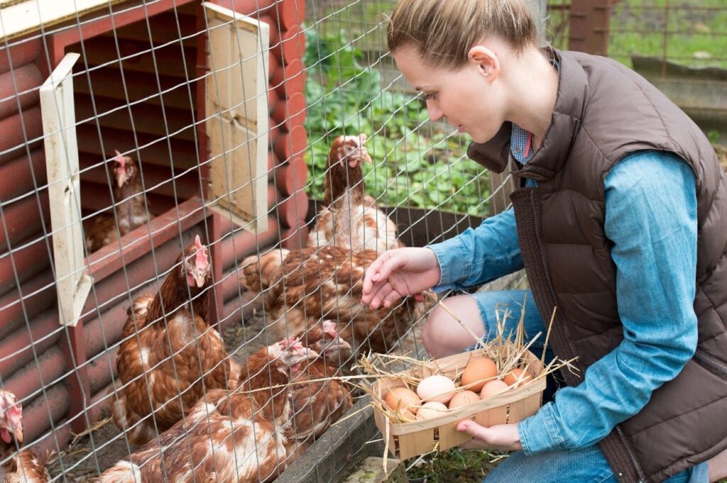 Healthy chickens and their eggs