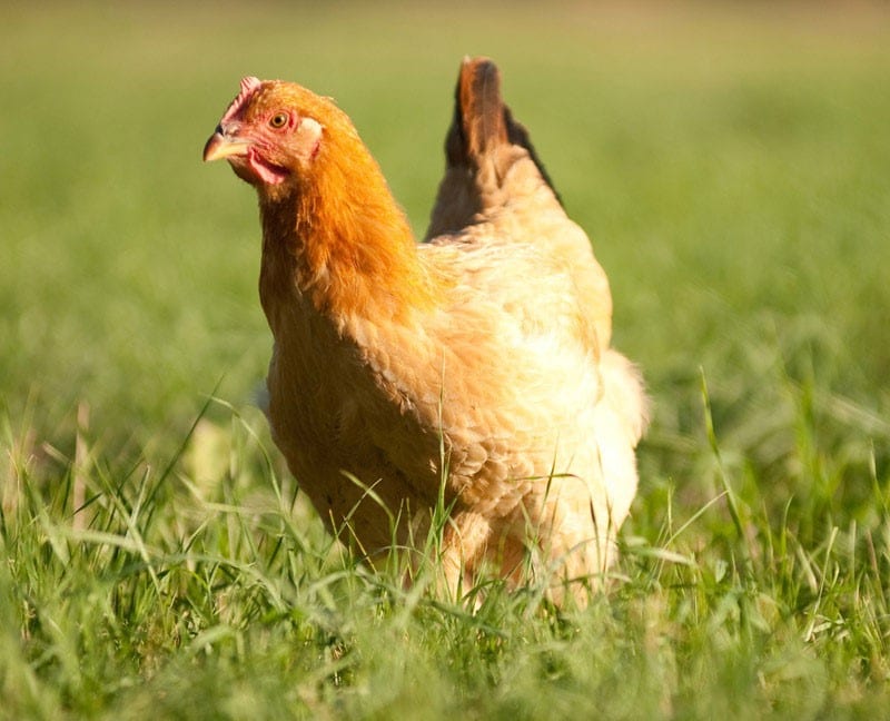Freedom Ranger Chicken