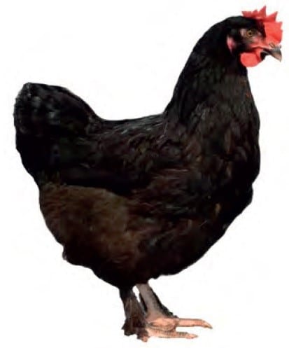 Rustic Rambler Chicken