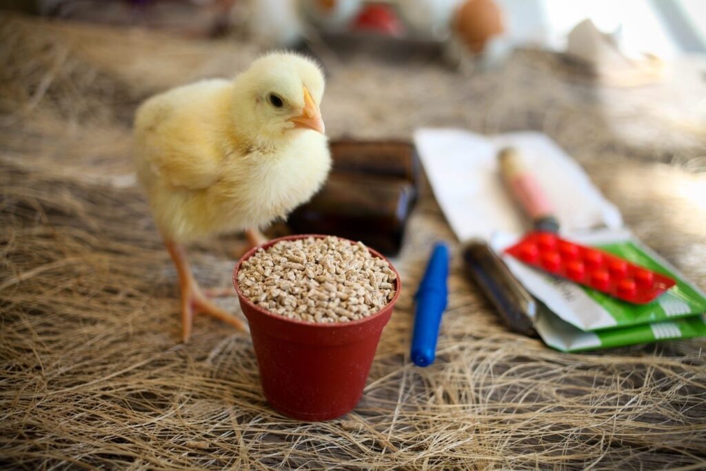 Chick by feed bucket
