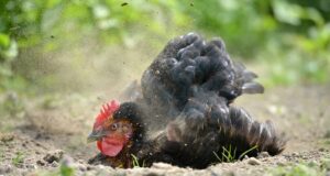 Chicken taking dust bath to rid itself of chicken mites