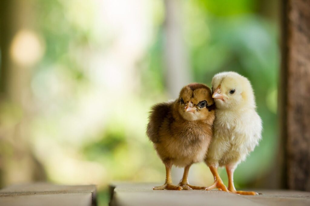 Two chicks standing together