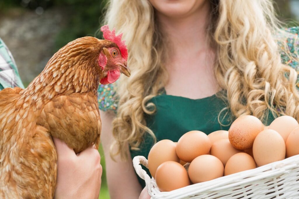 Young couple with chicken and eggs starting an egg laying business