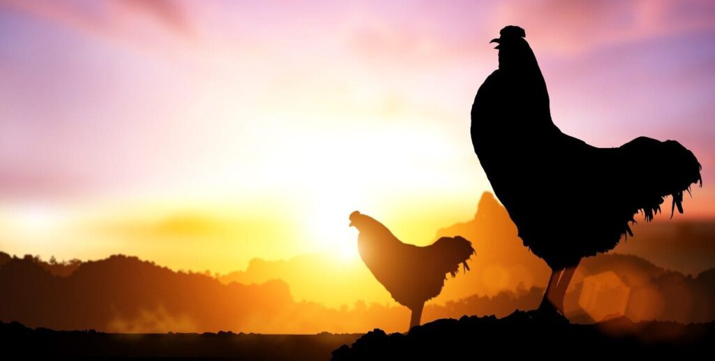 American roosters in silhouette greeting the rising sun