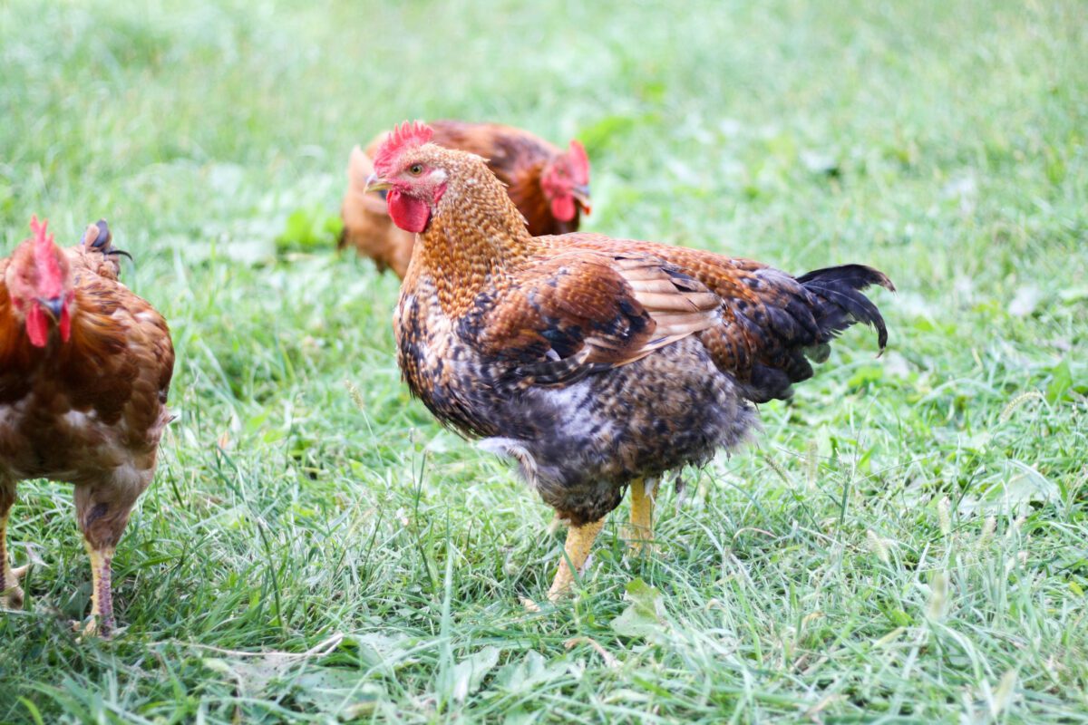 Freedom Ranger Chickens | Broilers | Freedom Ranger Hatcheries