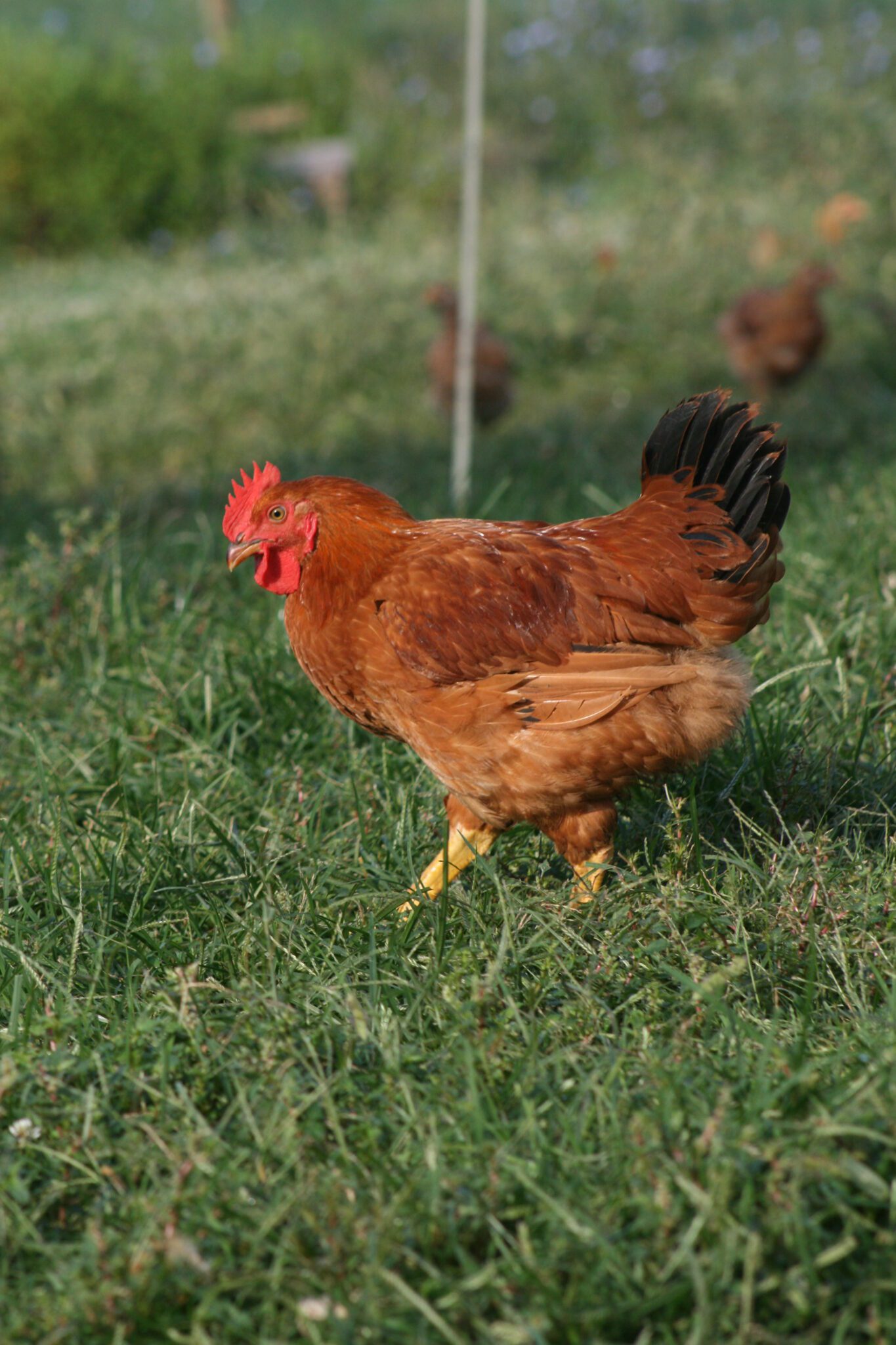 Freedom Ranger Chickens | Broilers | Freedom Ranger Hatcheries
