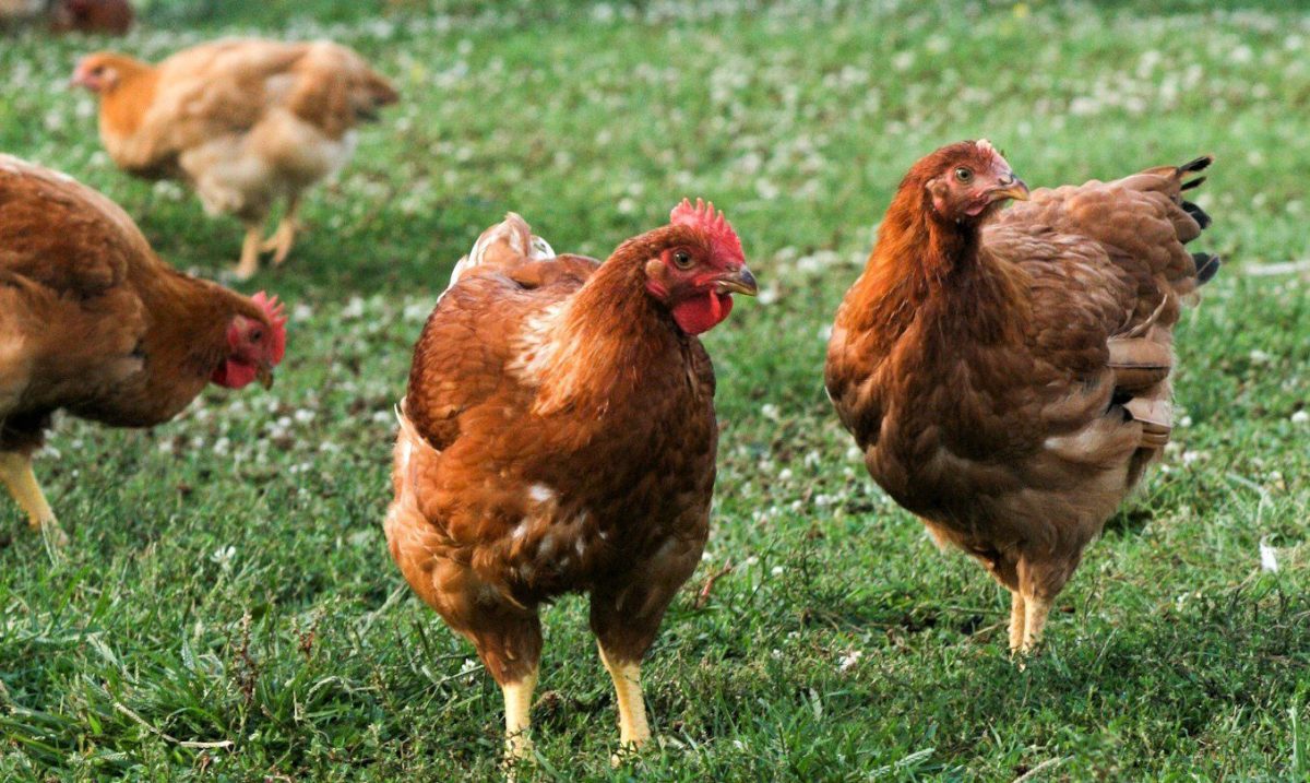 a group of color range broilers