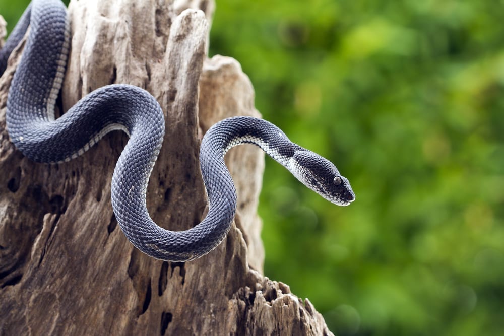 Black snake slithering on a tree