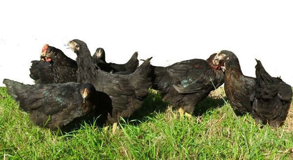 a row of Aquila chickens in the grass