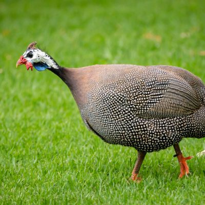 French Guinea Fowl