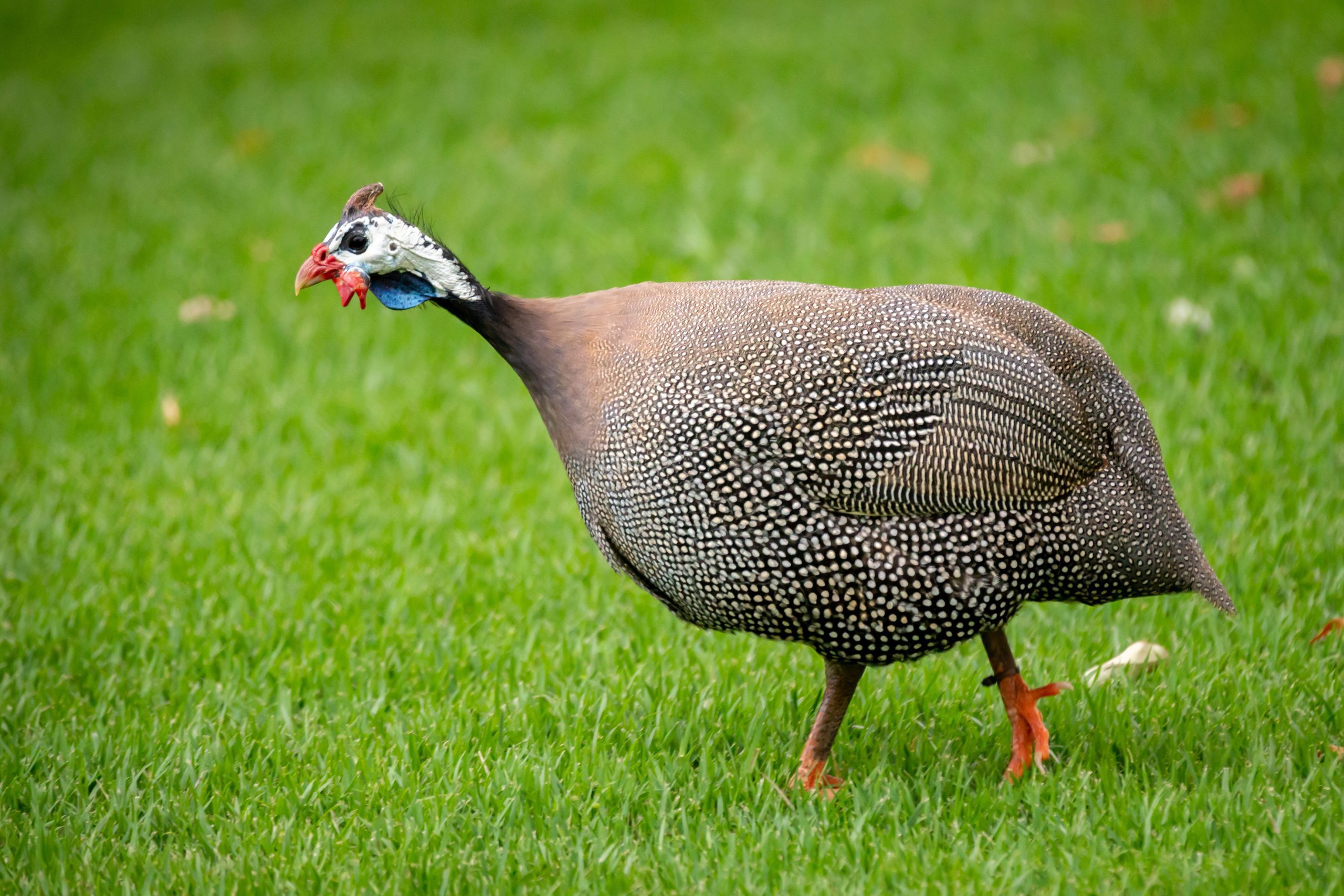 French Guinea Fowl Freedom Ranger Hatcheries French Guinea Fowl Freedom Ranger Hatcheries