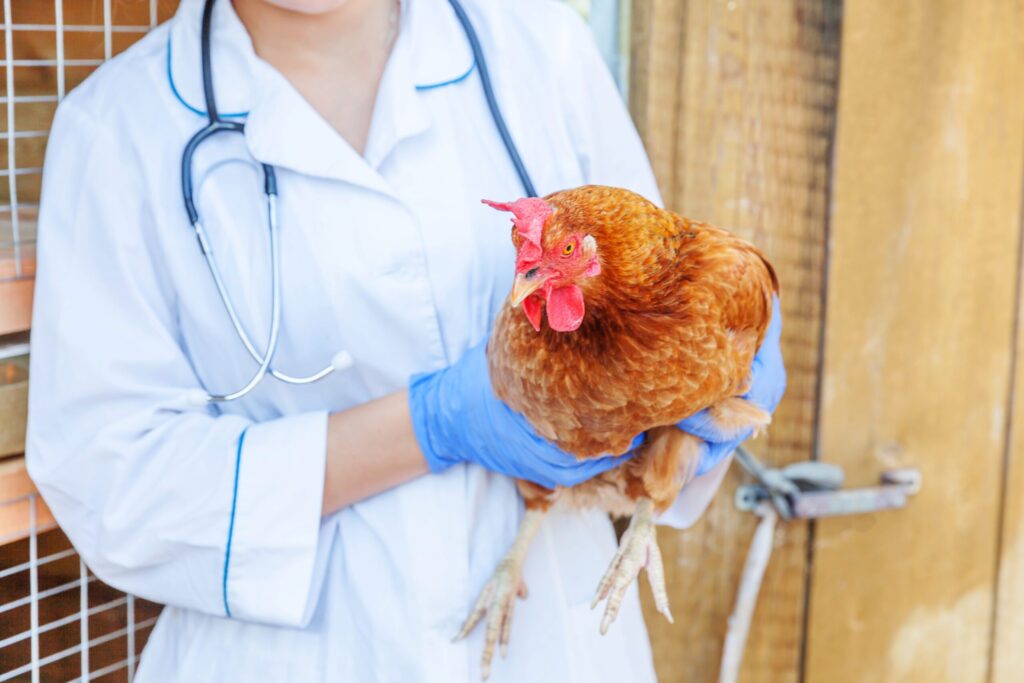 A person in a doctor’s coat with a stethoscope examining a chicken.