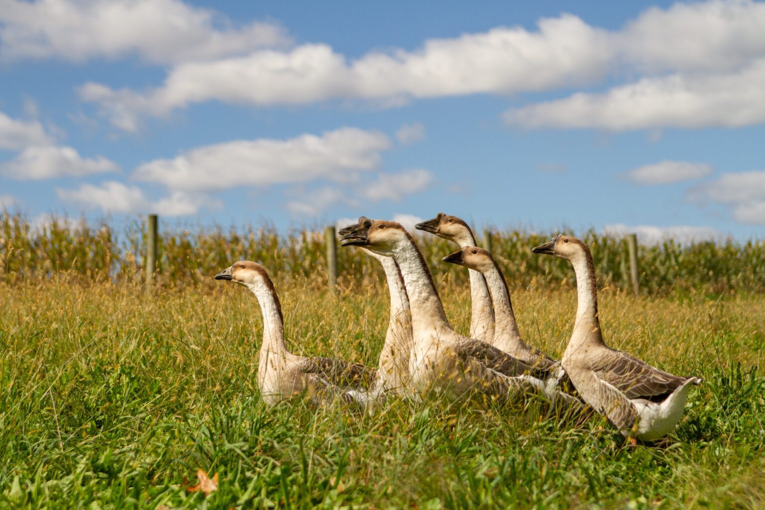 Brown Chinese Geese Freedom Ranger’s Family of Hatcheries