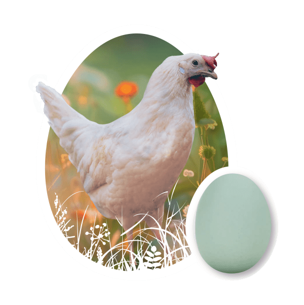 Easter Egger Chicken