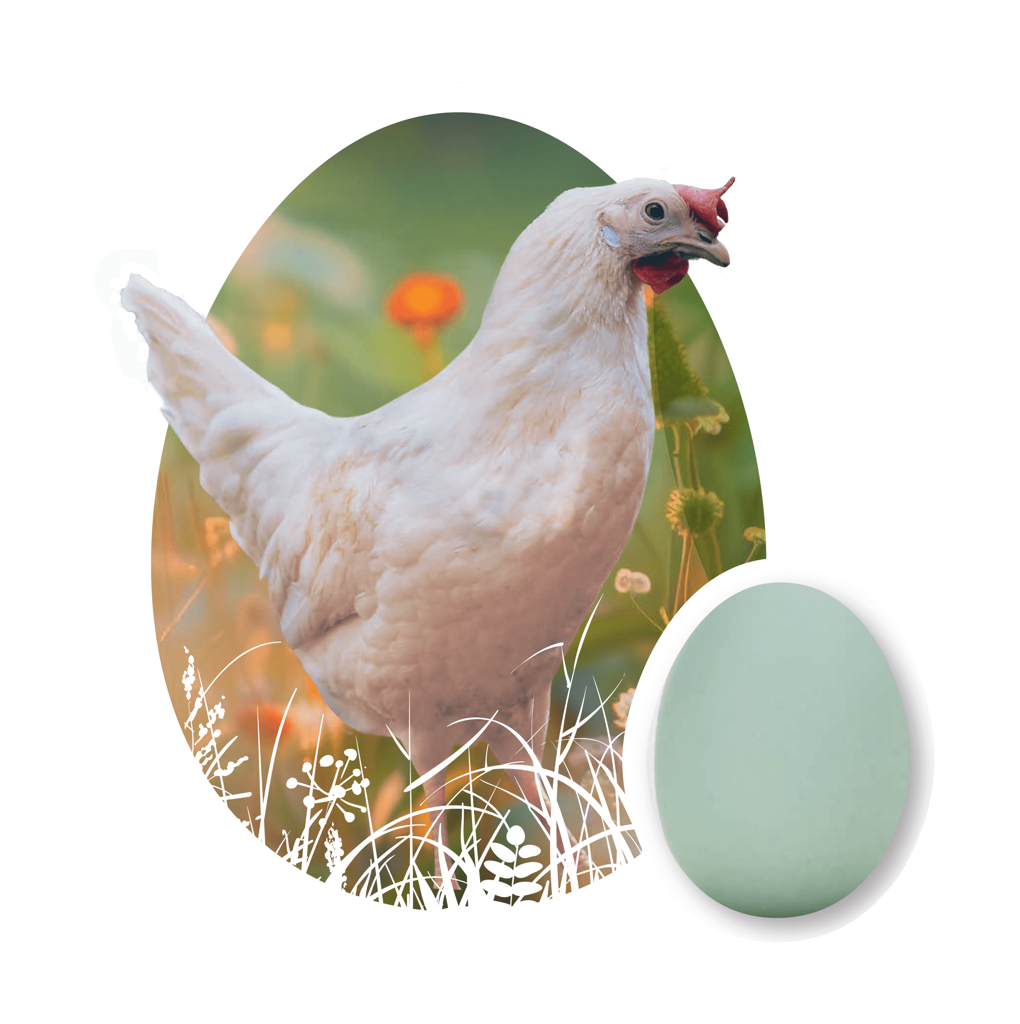 Easter Egger