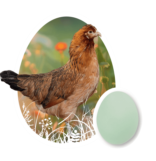 Olive Egger