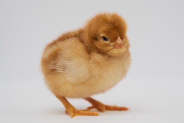 Novogen Brown Egg Layer chick