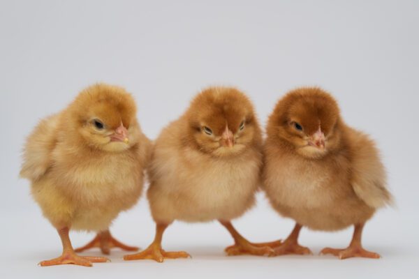 Novogen Brown Egg Layer chicks