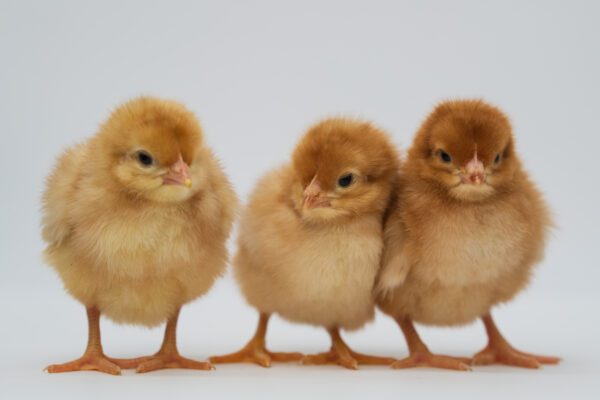 Novogen Brown Egg Layer chicks