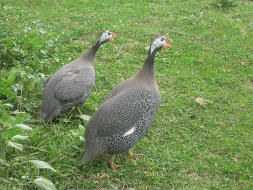 Guinea Fowl adults