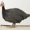Buy Pearl Guinea Fowl  For Sale From Your #1 Trusted Vendor