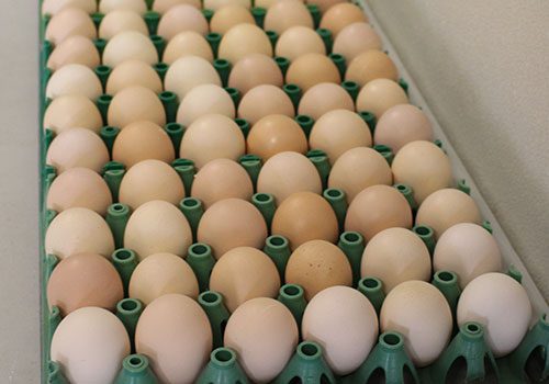 New Hampshire Chicken eggs