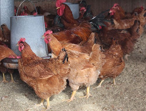 New Hampshire Chickens around the feeder