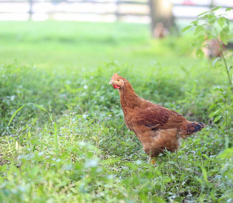 Freedom Ranger Chickens Broilers Freedom Ranger Hatcheries