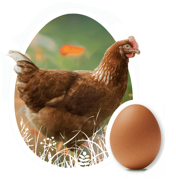 Novogen Brown Egg Laying Chickens