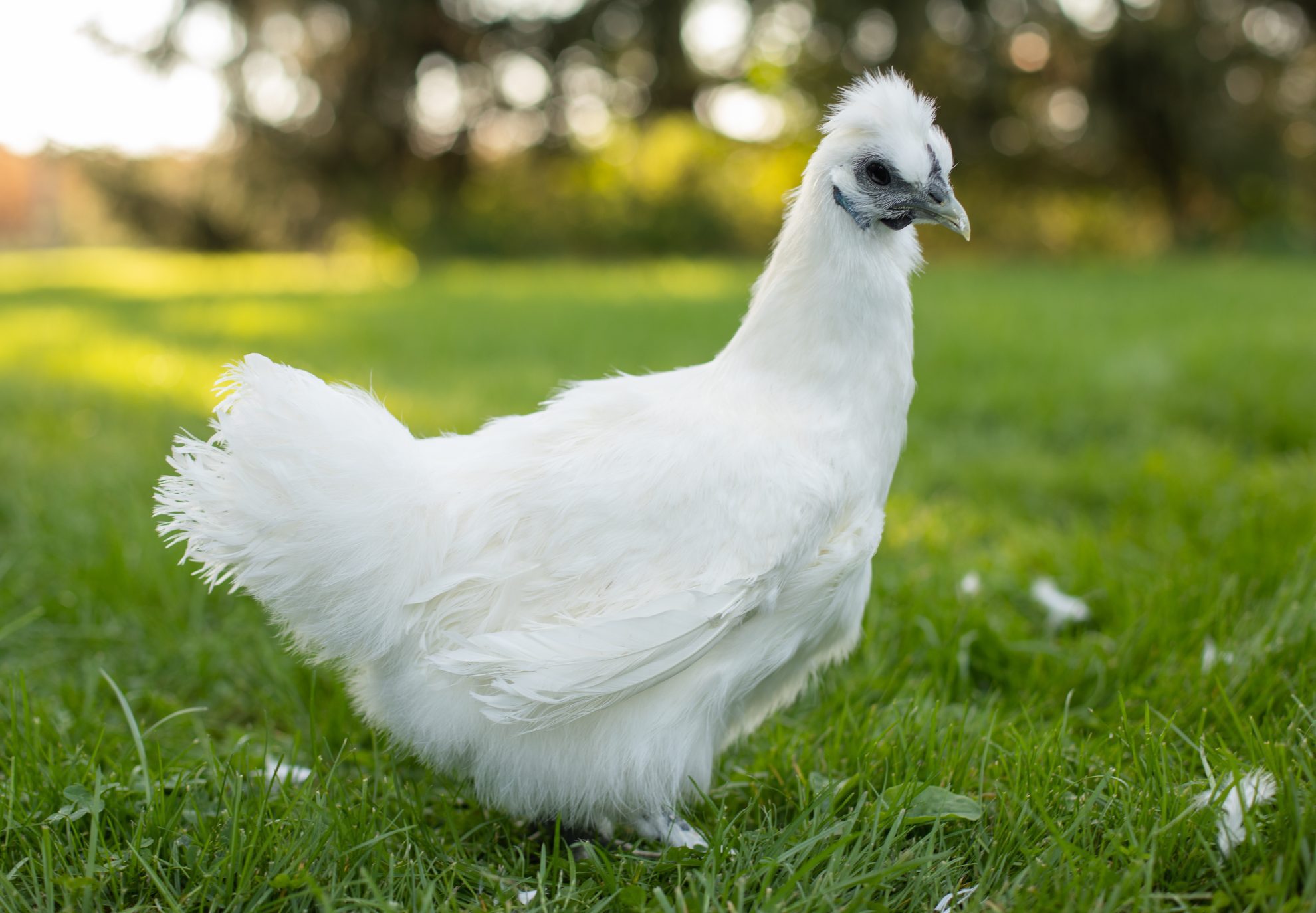 White Silkie Bantams for Sale | Freedom Ranger Hatcheries