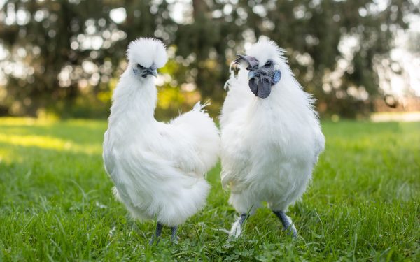 two white silkie Chickens