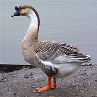 Brown Chinese Goose Adult