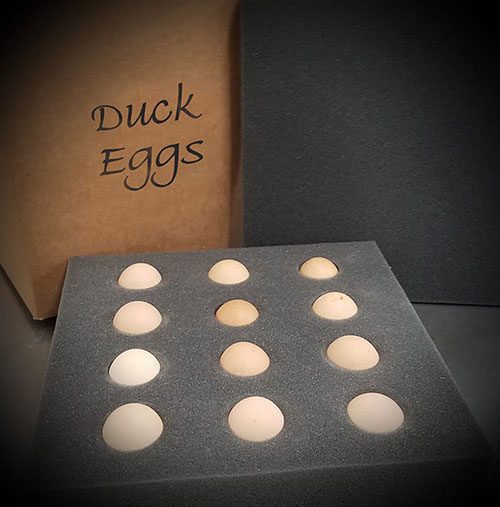 Duck Eggs in holder