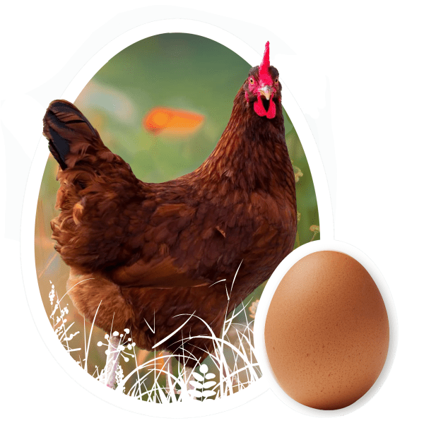 Rhode Island Red Chicks