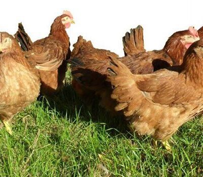 Sagitta Chicken in grass