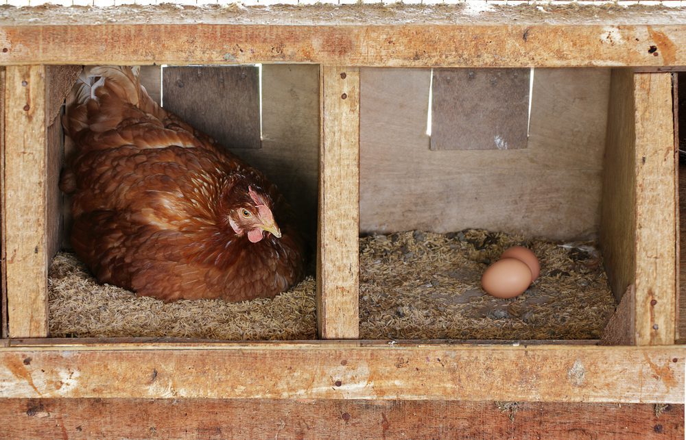 A hen in a nesting box laying an egg with two other eggs in a box next to her.