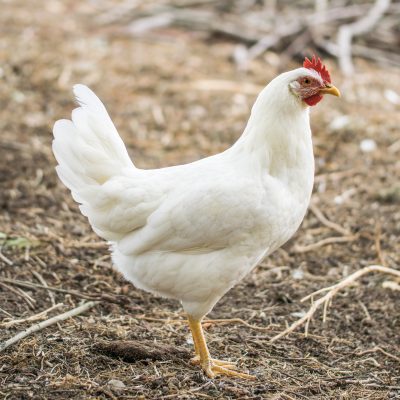 Novogen White - Leghorn Chicken