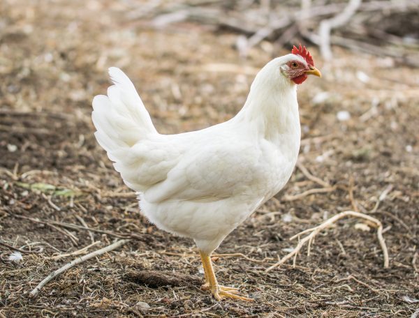 Novogen White - Leghorn Chicken
