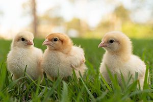 Baby Chicks: Gold Kissed Granite Olive Egger - My Pet Chicken