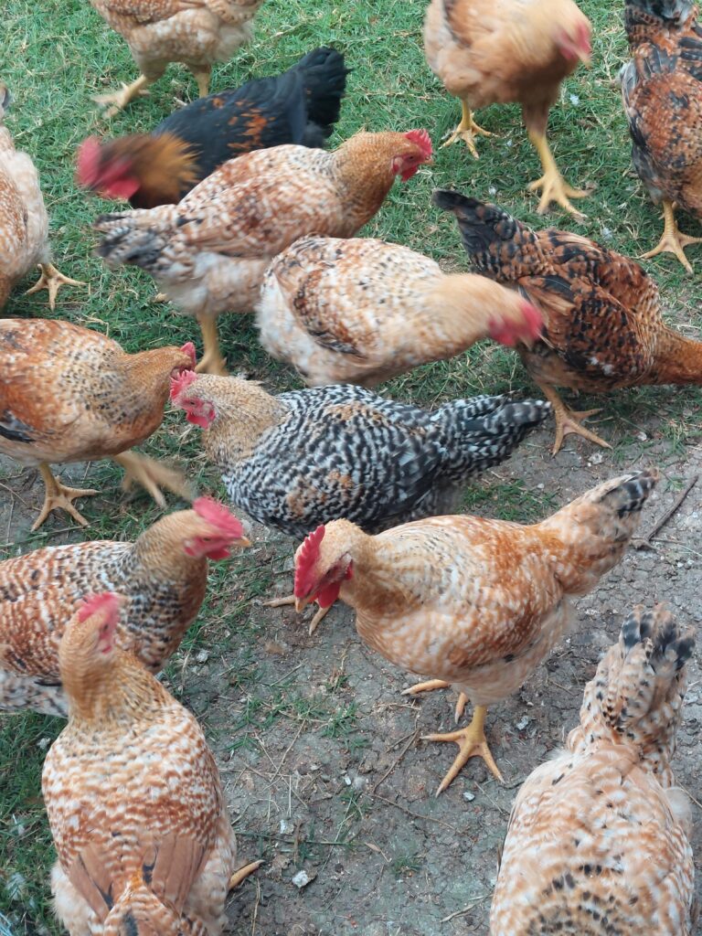 Sasso Chickens | Red Ranger Broiler | Freedom Ranger Hatchery