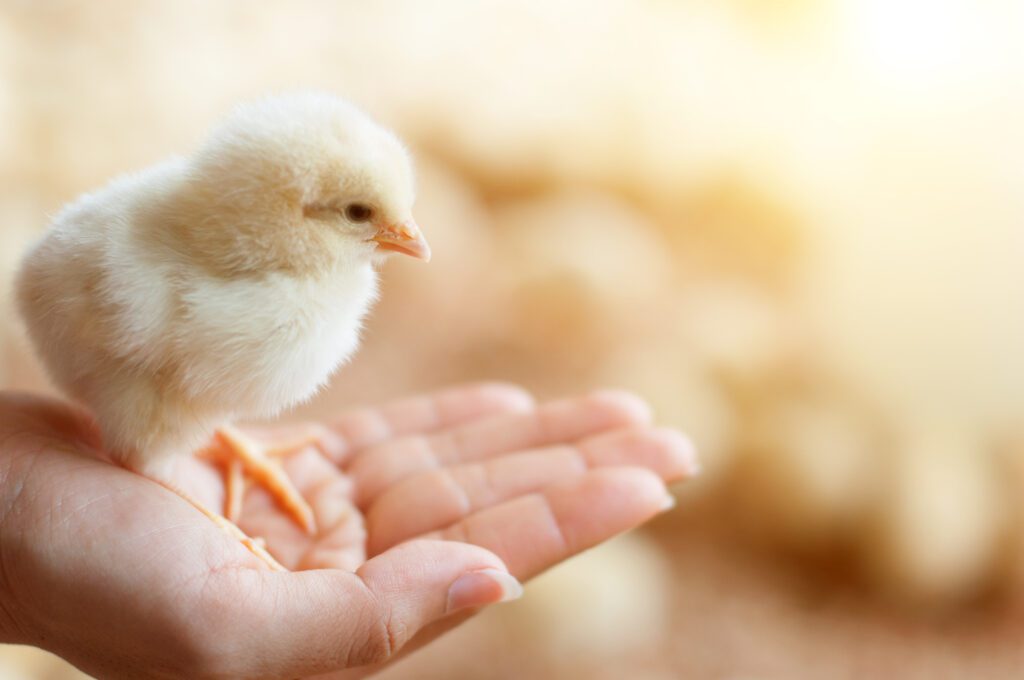 A baby chick is held in a person’s hand in front of other chicks.