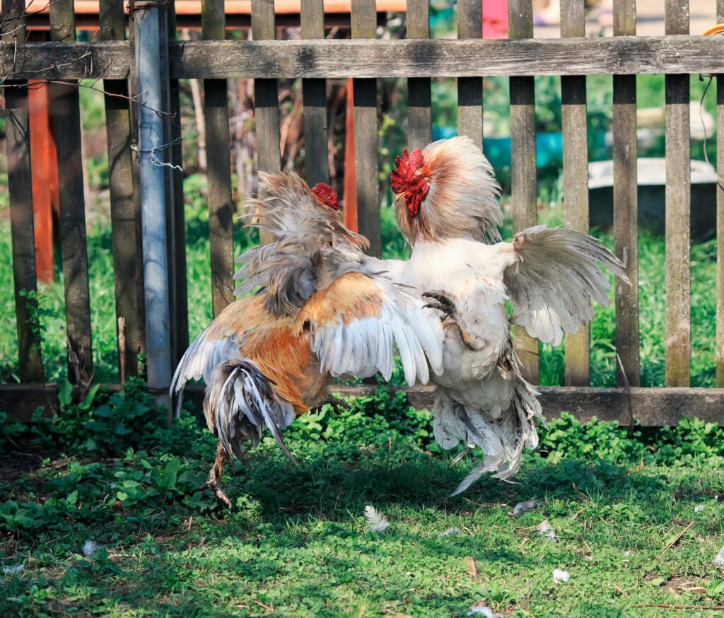 Two aggressive roosters attacking each other in a yard.