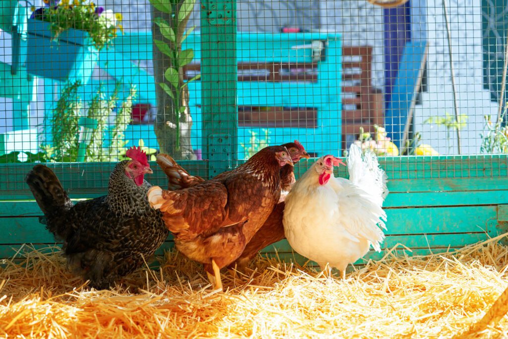Chickens of different colors standing in straw inside a blue fenced area