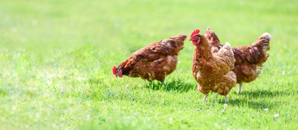 Hens graze on grass on a free-range poultry farm.