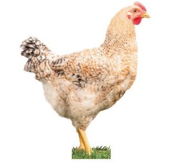 Adult Sasso Chicken