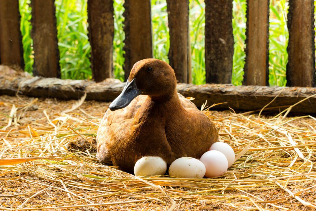 A duck laying on eggs in the straw.