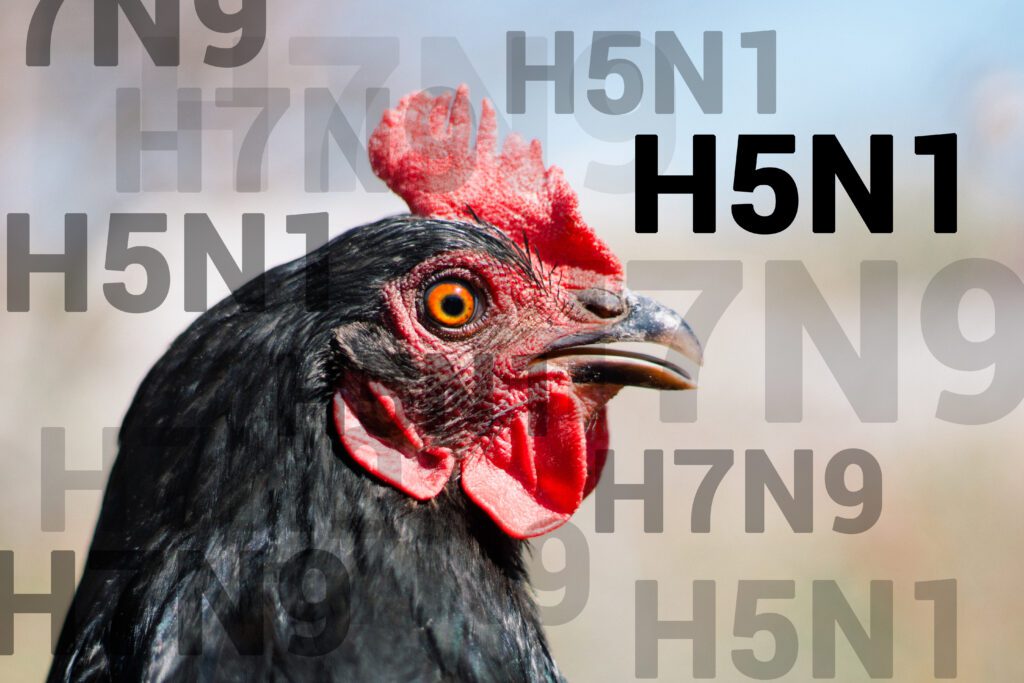 A rooster with black feathers and a red comb with avian flu references in text around him.